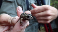 Eupsophus emiliopugini