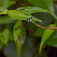 Pseudocopera ciliata