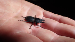 Apterodorcus bacchus