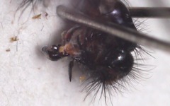 Sarcophaga variegata