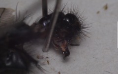 Sarcophaga variegata