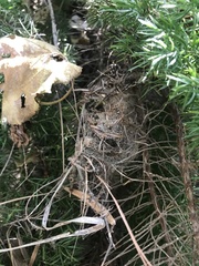 Latrodectus geometricus