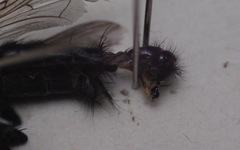 Sarcophaga variegata