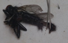 Sarcophaga variegata