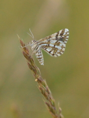 Narraga fasciolaria