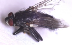 Sarcophaga variegata