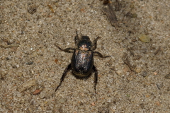 Hoplia graminicola