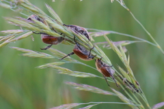 Chaetopteroplia segetum