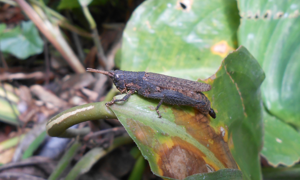 Vilerna rugulosa