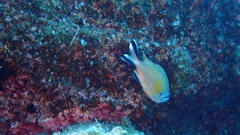 Chromis limbata