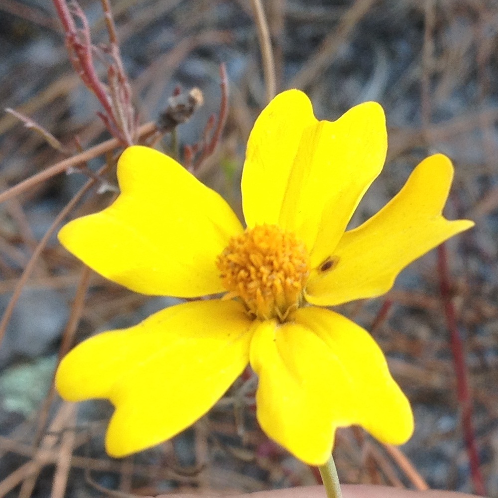 Narrow-leaved marigold
