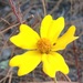 Narrow-leaved Marigold - Photo (c) Bodo Nuñez Oberg, some rights reserved (CC BY-NC), uploaded by Bodo Nuñez Oberg