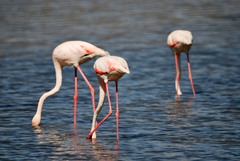 Phoenicopterus roseus
