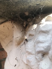 Latrodectus geometricus