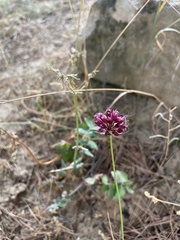 Allium