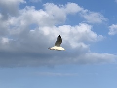 Larus argentatus