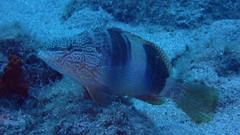 Serranus papilionaceus