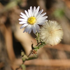 Symphyotrichum moranense