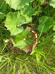 Puccinia poarum