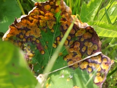 Puccinia poarum