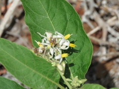 Solanum donianum