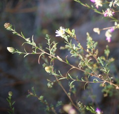 Symphyotrichum moranense