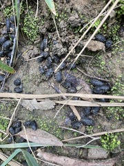 Rusa timorensis