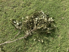 Eucalyptus paniculata