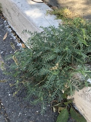 Astragalus micranthus