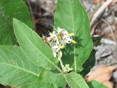 Solanum donianum