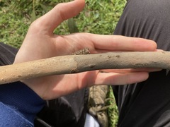 Eucalyptus paniculata