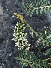 Astragalus micranthus