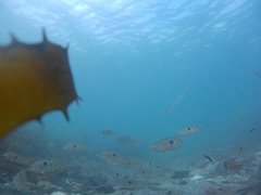 Notolabrus celidotus