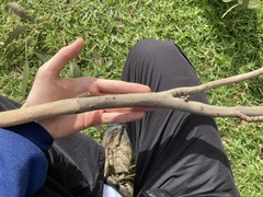 Eucalyptus paniculata