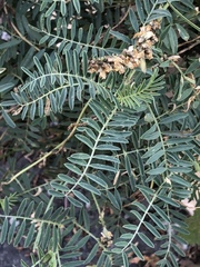 Astragalus micranthus