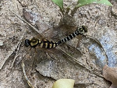 Chrysopilus ornatus