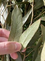 Eucalyptus paniculata
