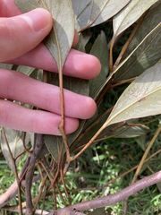 Eucalyptus paniculata