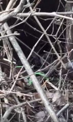 Dendrelaphis levitoni