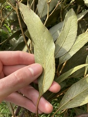 Eucalyptus paniculata