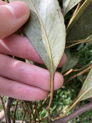 Eucalyptus paniculata