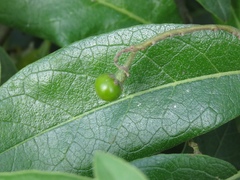 Solanum donianum