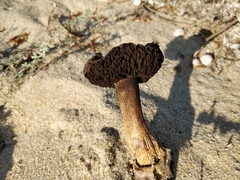 Agaricus aridicola