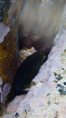 Ophioblennius atlanticus