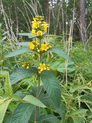 Lysimachia vulgaris