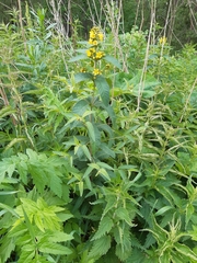 Lysimachia vulgaris