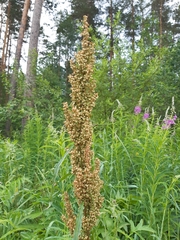 Rumex pseudonatronatus