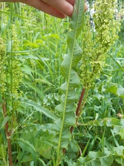 Rumex pseudonatronatus