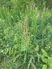 Rumex pseudonatronatus