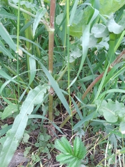 Rumex pseudonatronatus